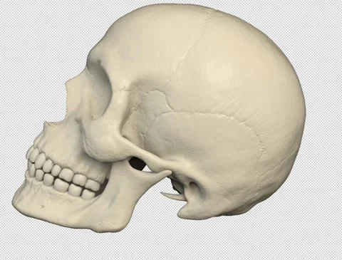 Human skull rotating - 3d render looped with alpha channel. Stock Footage 167606963