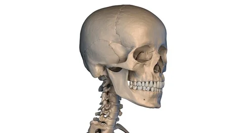 Human skull rotating, animation | Stock Video | Pond5