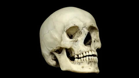 Human skull rotating on a black background. Seamless loop. Stock Footage 270453171