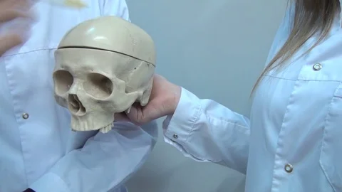 Human skull rotating Stock Footage 74310757