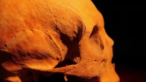 Human skull rotating Stock Footage 78127726