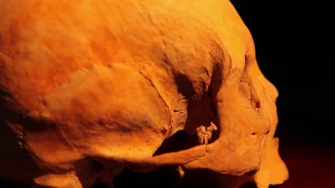 Human skull rotating Stock Footage 78127778