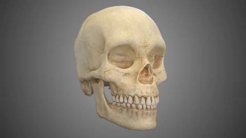 Human Skull Rotating Loop Stock Footage 106912925
