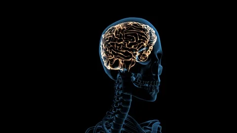 Human Skull Rotation With Highlighted Brain Video stock 112491503