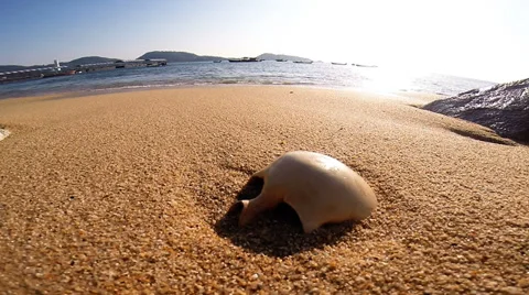 Human skull on sand beach 스톡 동영상 36486431