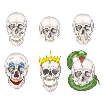 The human skull set isolated on white background. Vector illustration. Stock Illustration