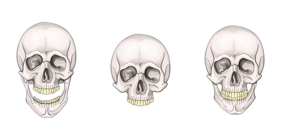 The human skull set isolated on white background. Vector illustration. Stock Illustration