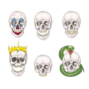 The human skull set isolated on white background. Vector illustration. Stock Illustration