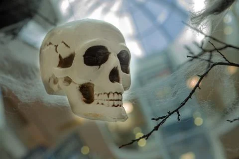 A human skull side view on the branches of a tree, from which a spider's web Foto stock