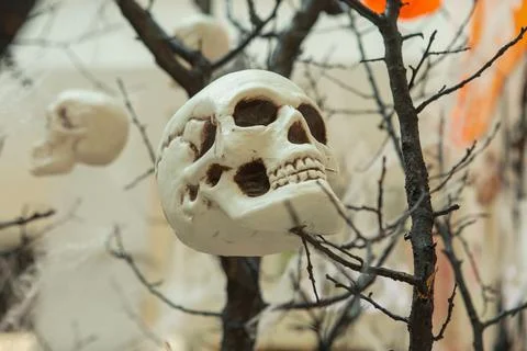 A human skull side view on the branches of a tree, from which a spider's web Stock Photos