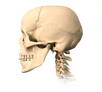Human skull, side view. Stock Illustration