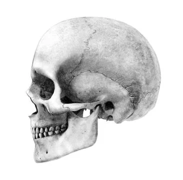 Human Skull - Side View Stock Illustration