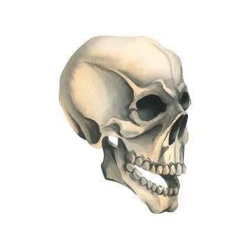 Human skull side view in profile. Hand drawn watercolor illustration for Ilustración de archivo