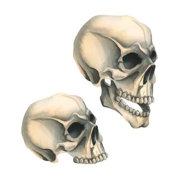 Human skull side view in profile and without lower jaw. Hand drawn watercolor Stock Illustration