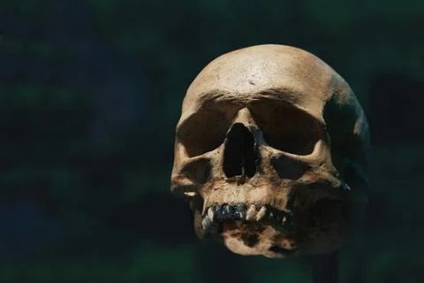 Human skull of a skeleton in bone remains. Stock Photos