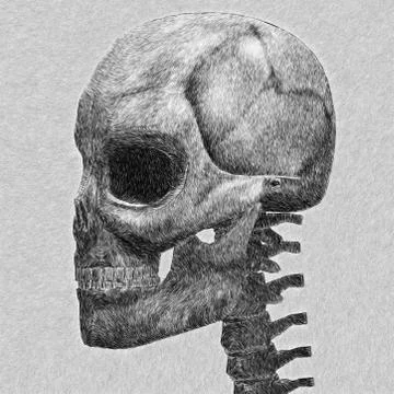 Human skull sketch Stock Illustration