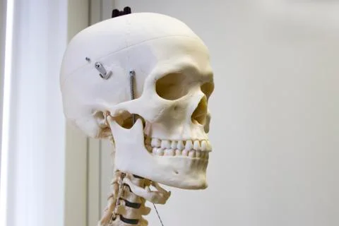 Human skull slight side view 写真素材