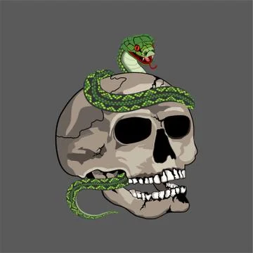 Human Skull with Snake Illustration vector Stock Illustration