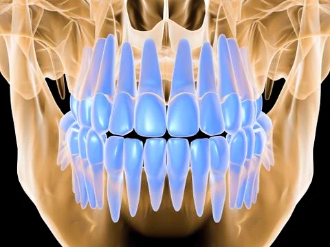 Human skull with teeth, computer artwork Illustrazione stock
