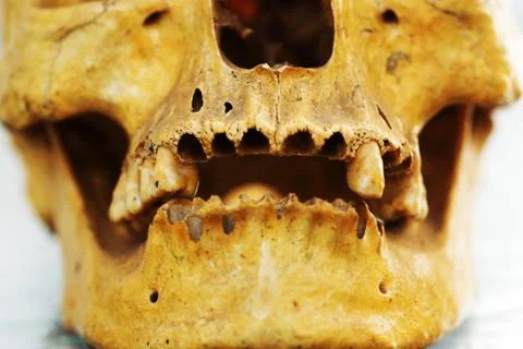 Human skull teeth Stock Photos