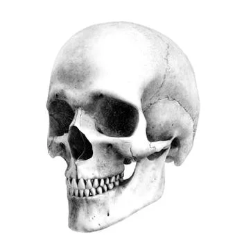 Human Skull - Three-Quarter View Stock Illustration