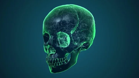 Human Skull Transparent with Brain. X-ray 3D render Loop Rotation Full HD 動画素材 69809413