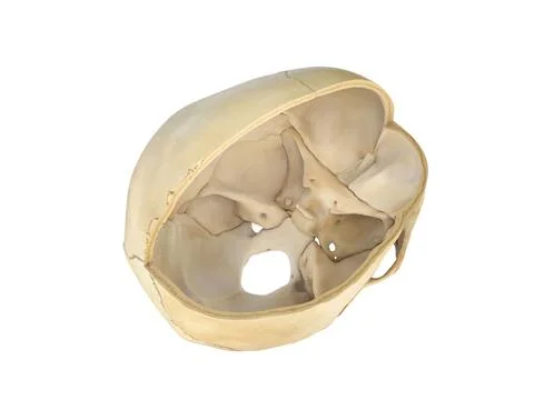 Human skull transversal cross-section view. On white background. 3d rendering Stock Illustration