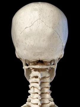 Human skull viewed from the back. Stock Photos