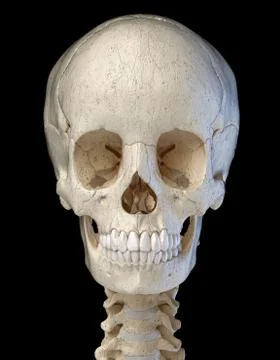 Human skull viewed from the front. computer artwork. Stock Photos