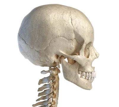 Human skull viewed from a side. Stock Photos
