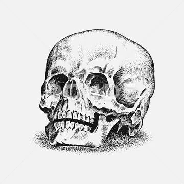 Human skull in vintage style. Retro old school sketch for tattoo. Monochrome Stock Illustration