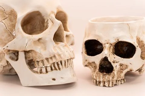 Human skull on a white background, beautiful white medical skull with jaw, human Stock Photos
