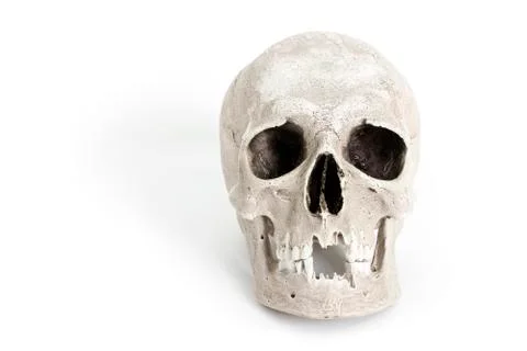 Human skull on white background Stock Photos
