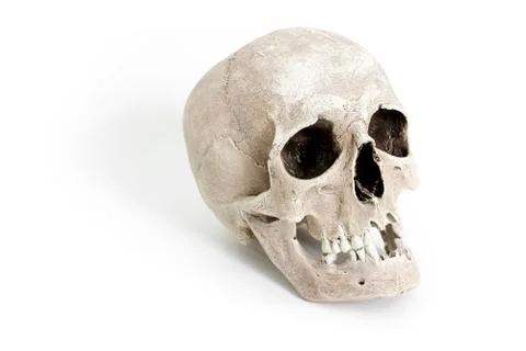 Human skull on white background Stock Photos