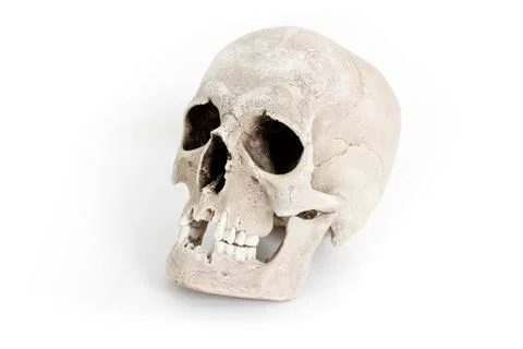 Human skull on white background Stock Photos