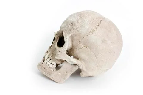 Human skull on white background Stock Photos