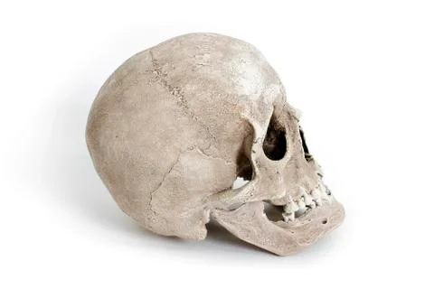 Human skull on white background Stock Photos