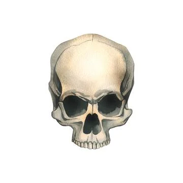 Human skull without lower jaw full face realistic evil, terrible, spooky. Hand Stock Illustration