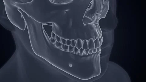 The human skull X-ray of 3D illustration Stock Illustration