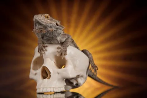 Human skull,Agama bearded, lizard background Free Stock Photos