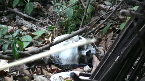 Human Skulls Stock Footage 24631795