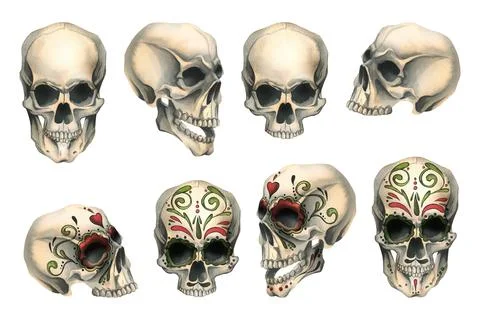 Human skulls front side view with colored ornaments and without. Hand drawn Stock Illustration