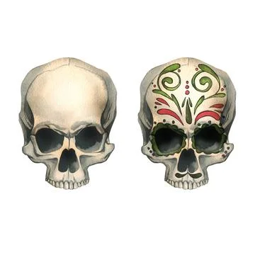 Human skulls front view with colored ornaments and without. Hand drawn Stock Illustration