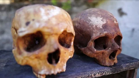 Human skulls real bone skulls 4k 60fps Stock Footage 146294811