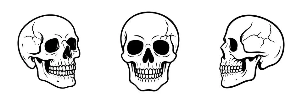 Human Skulls set in different angles isolated on white background, graphic Stock Illustration
