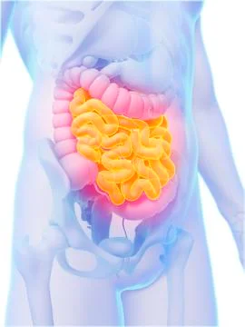 Human small intestine, artwork Stock Illustration