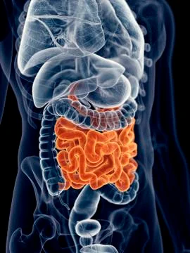 Human small intestine Stock Illustration