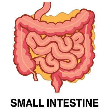 Human small intestine vector icon Stock Illustration