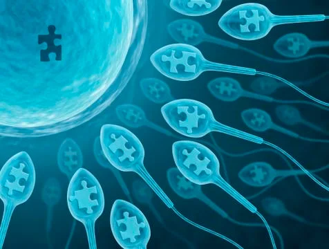Human sperm and egg, artwork Stock Illustration