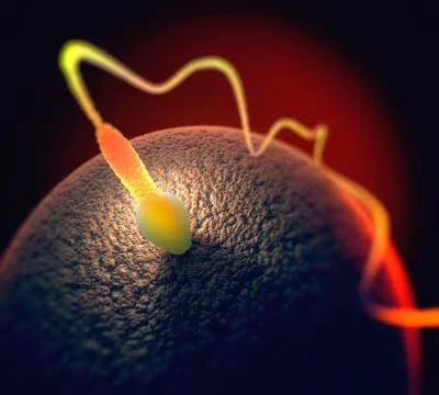 Human sperm and egg Stock Illustration